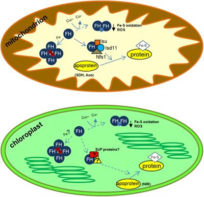 Plant Frataxin in Metal Metabolism